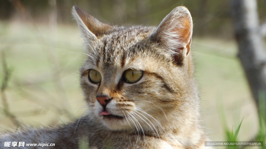 猫