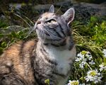 猫