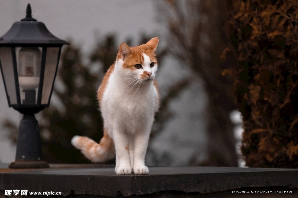 猫