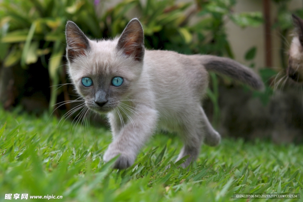 猫