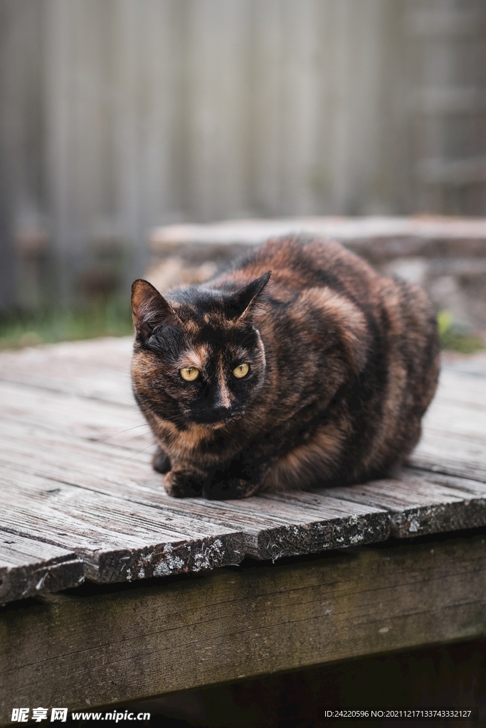 猫