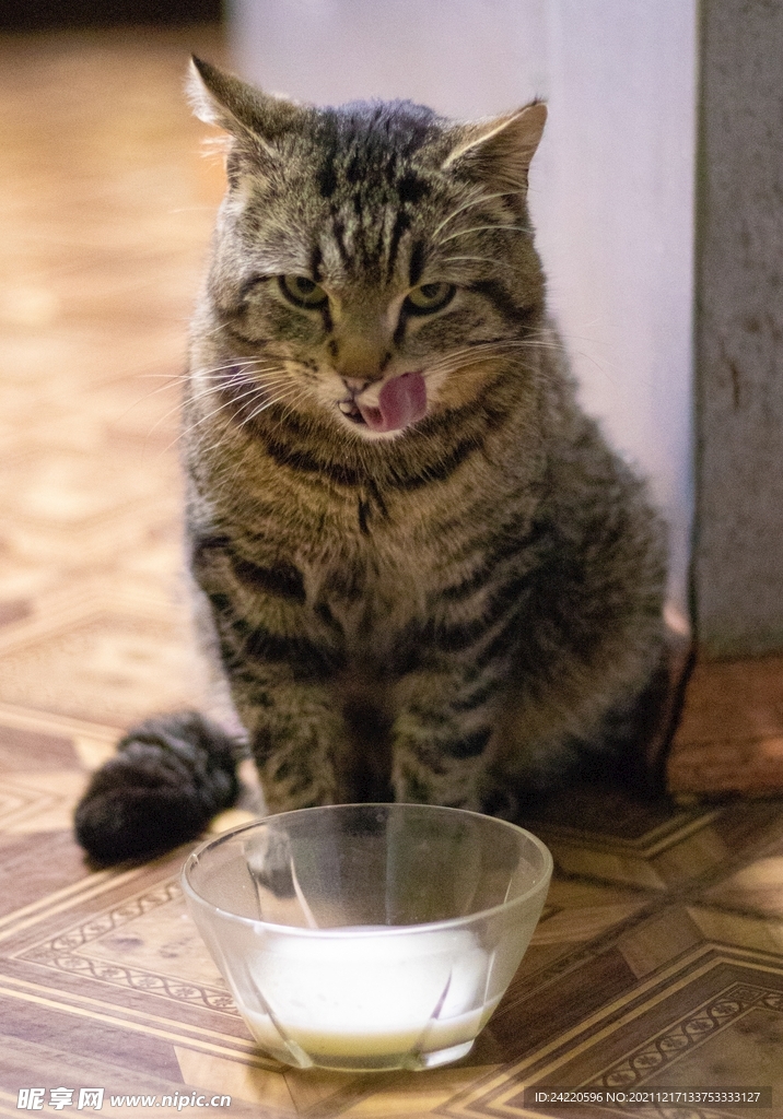 猫