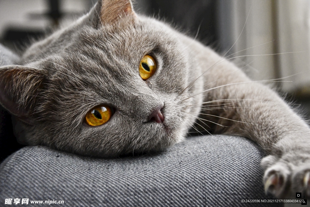 猫