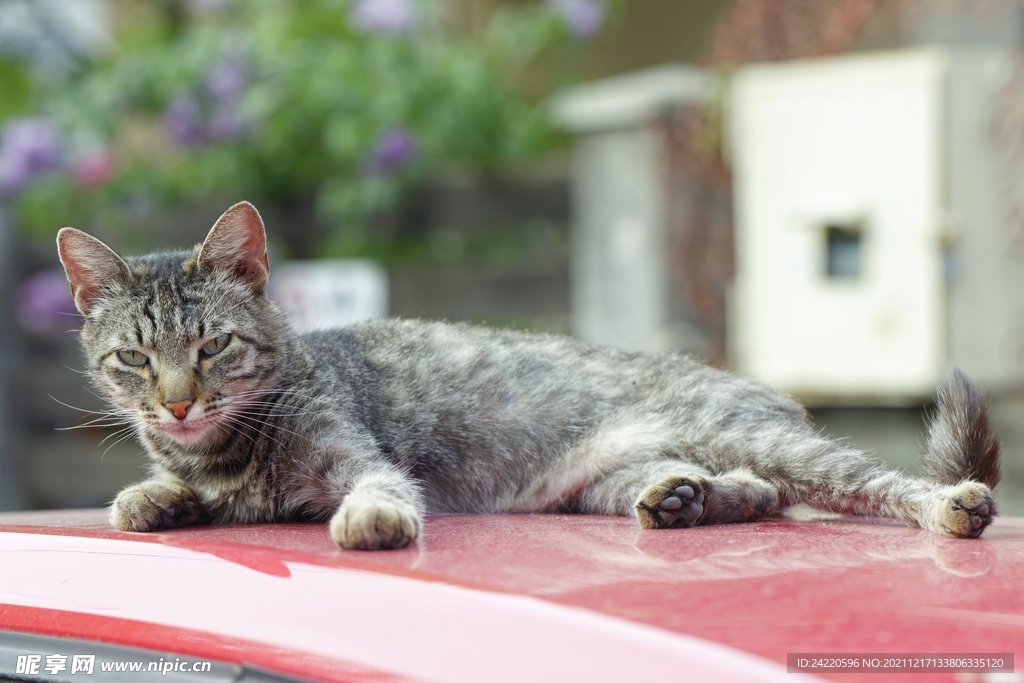 猫