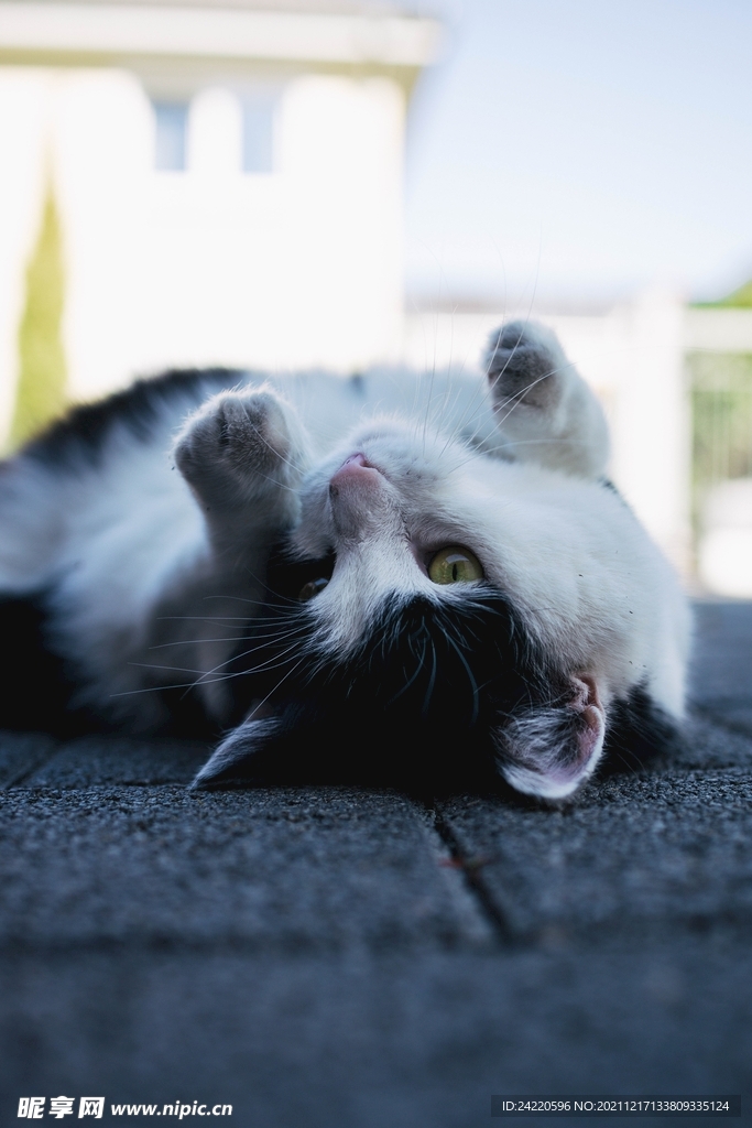 猫