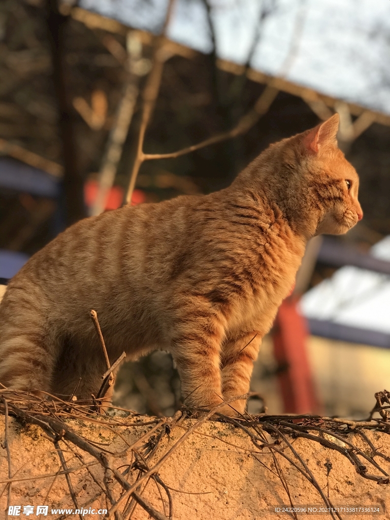 猫