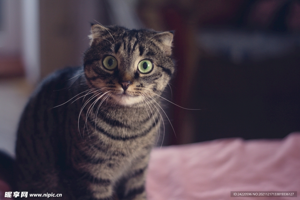 猫