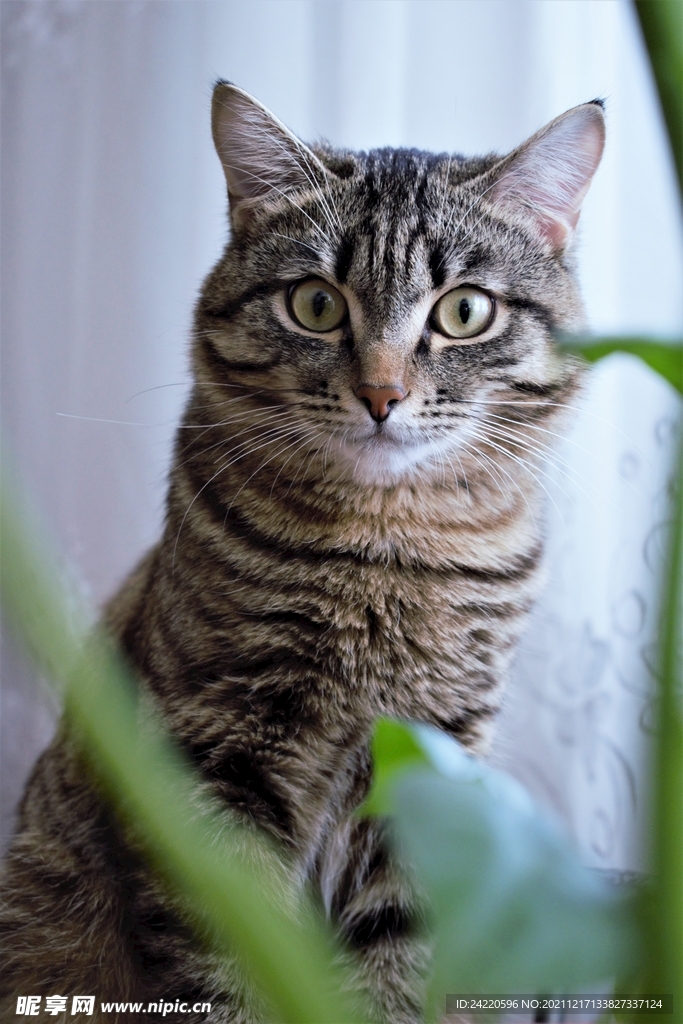 猫