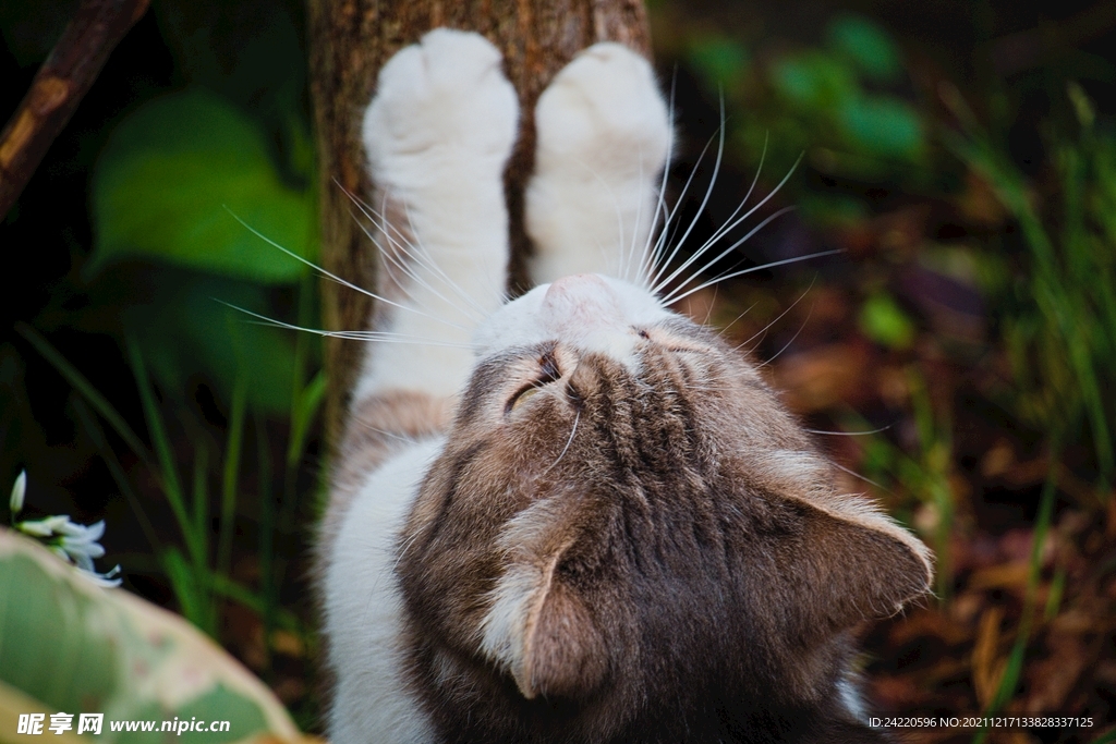 猫
