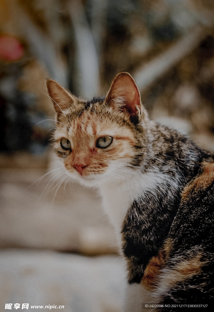 猫