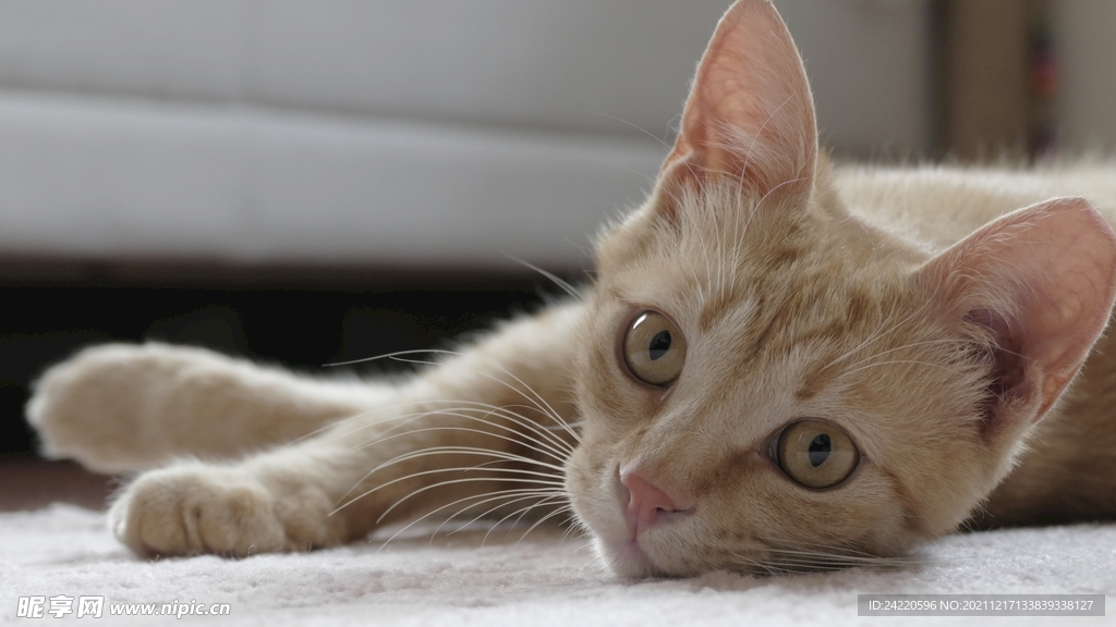 猫