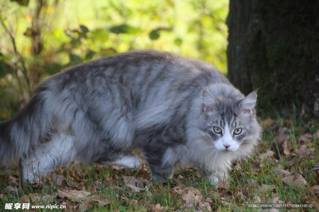 猫