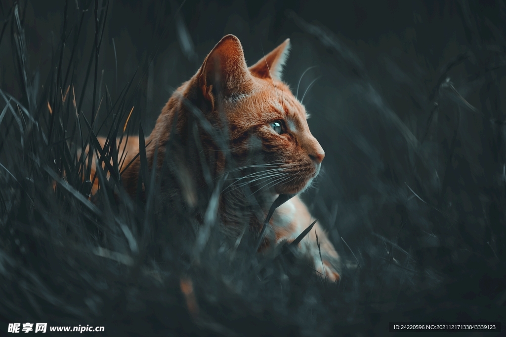 猫