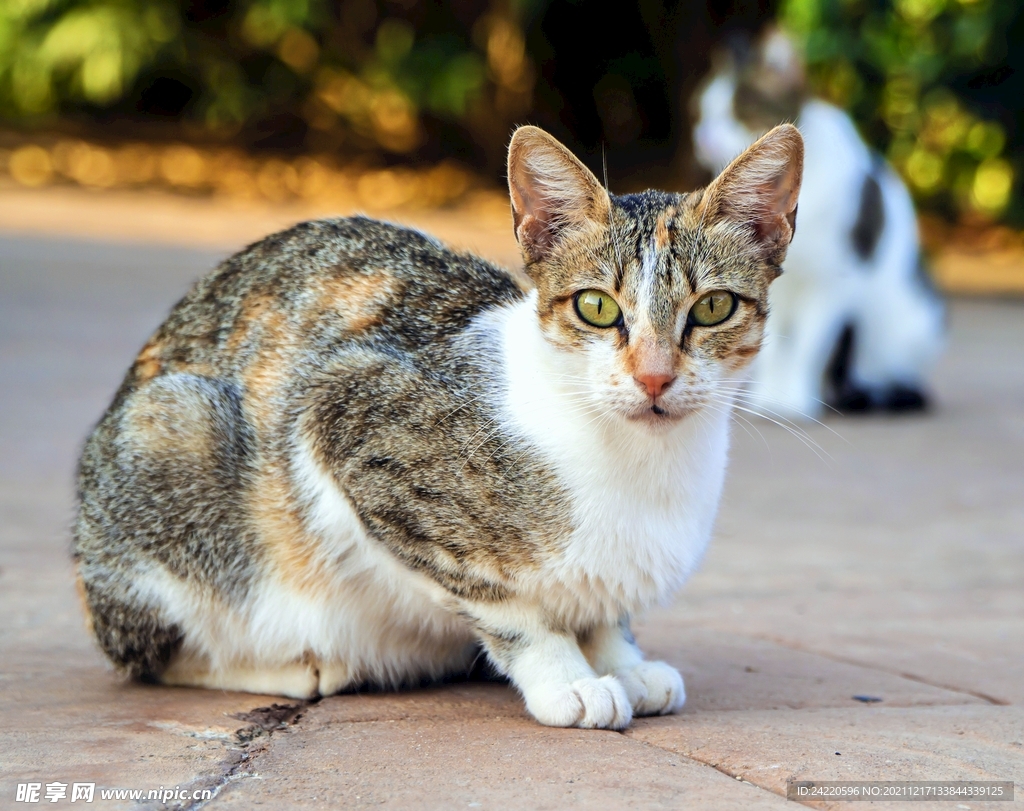 猫