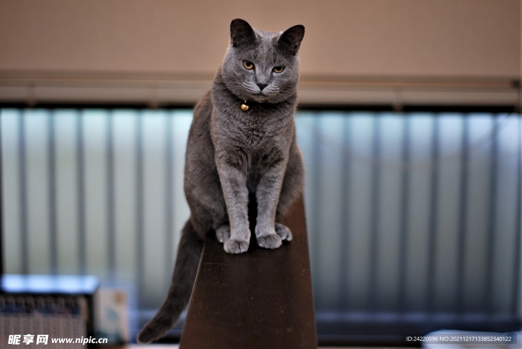 猫