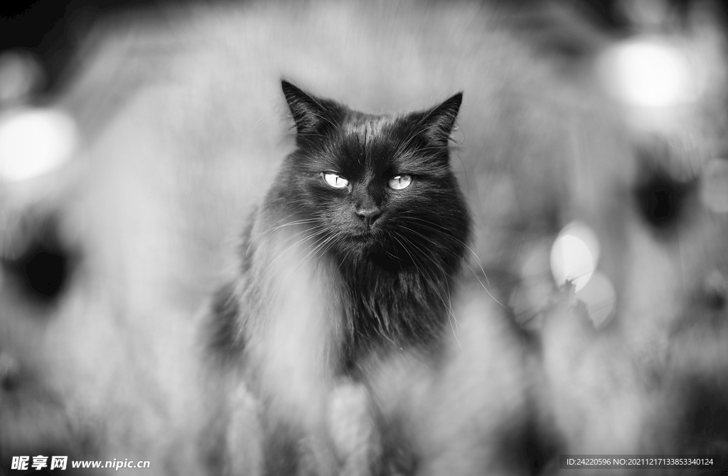 猫