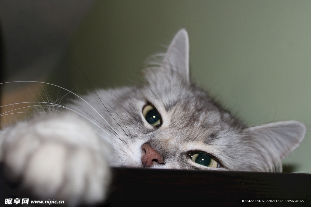 猫