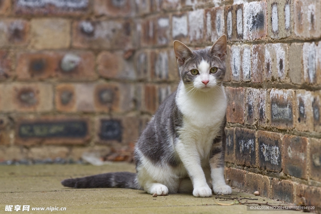 猫