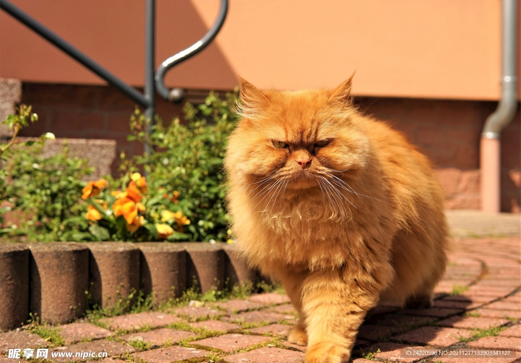 猫