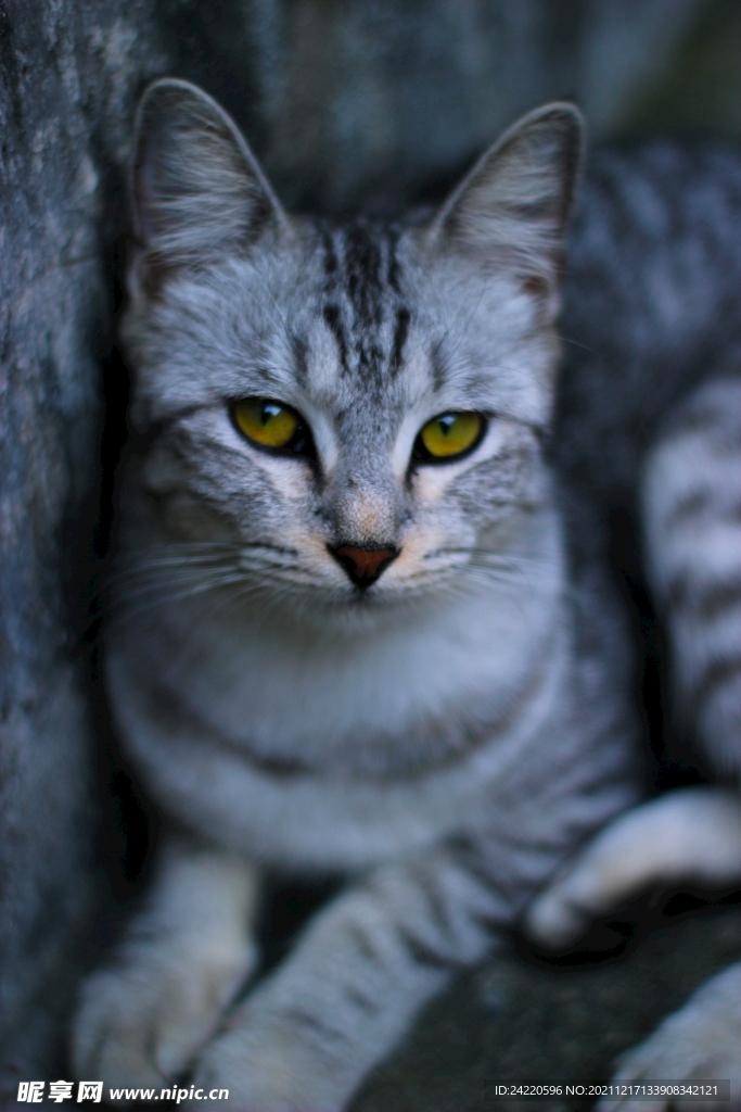 猫