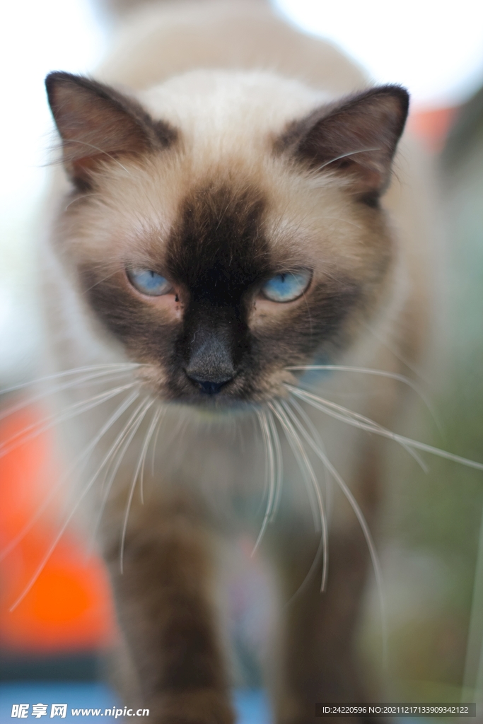 猫