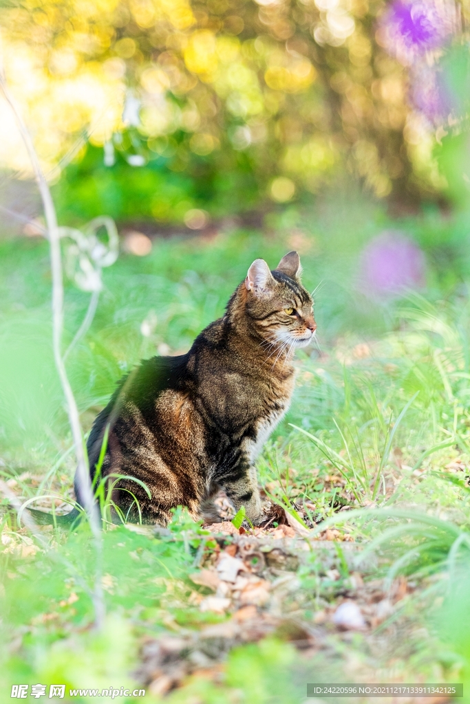 猫