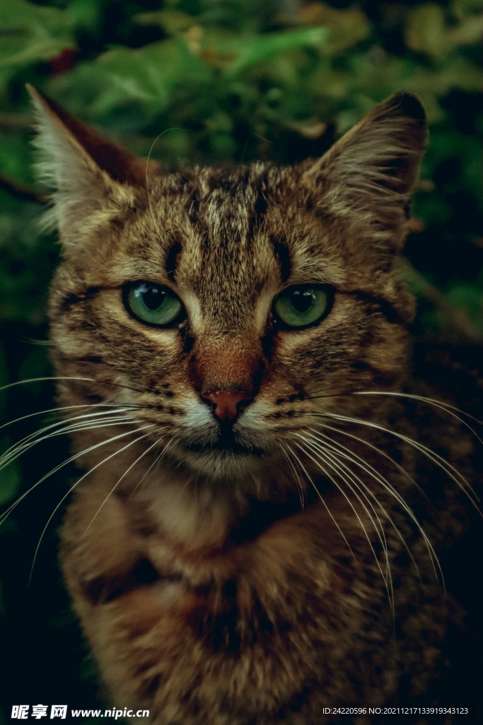 猫