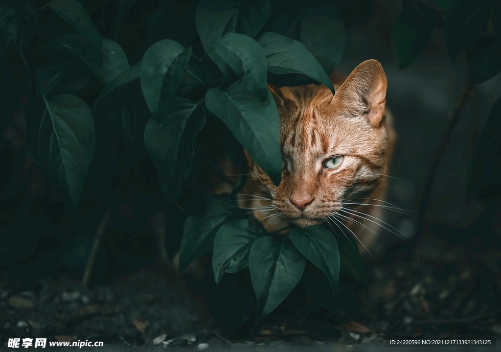 猫