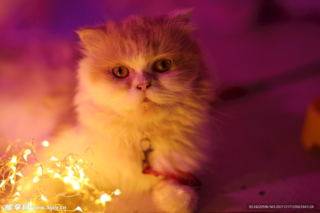 猫
