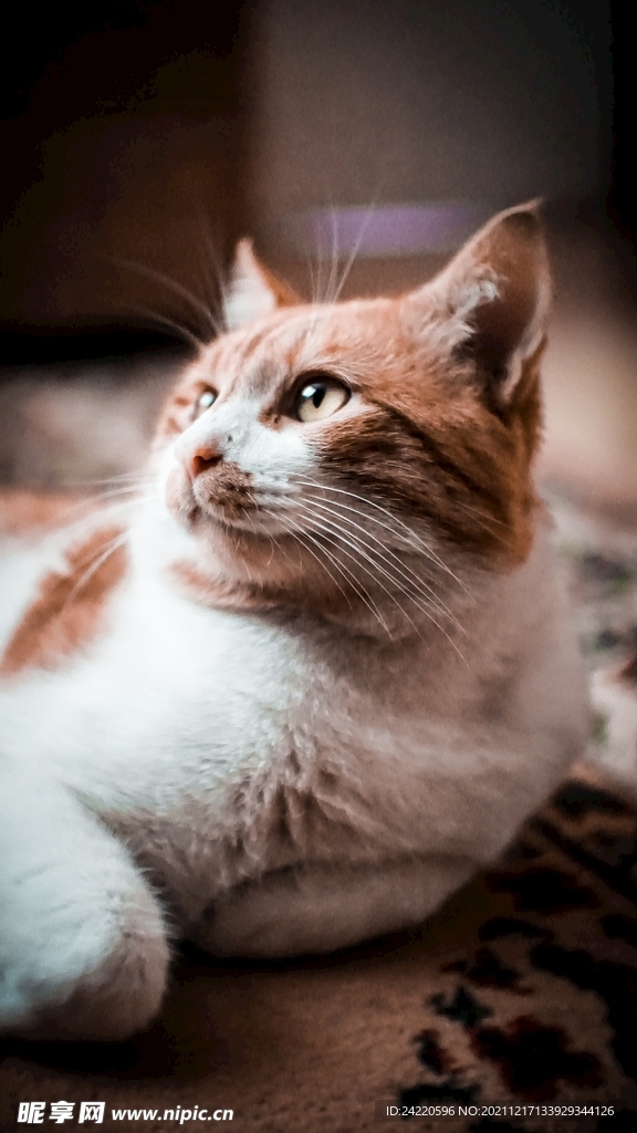 猫