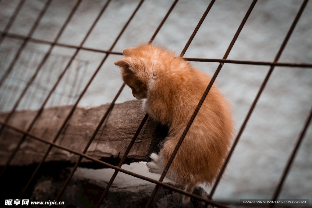猫