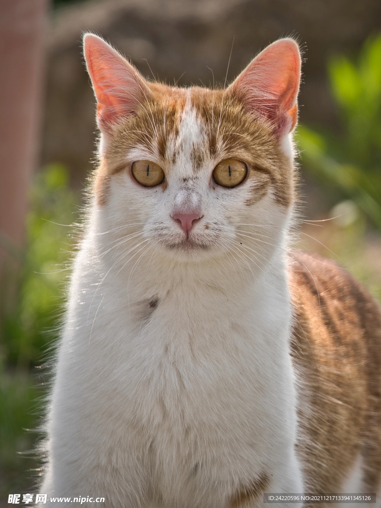 猫
