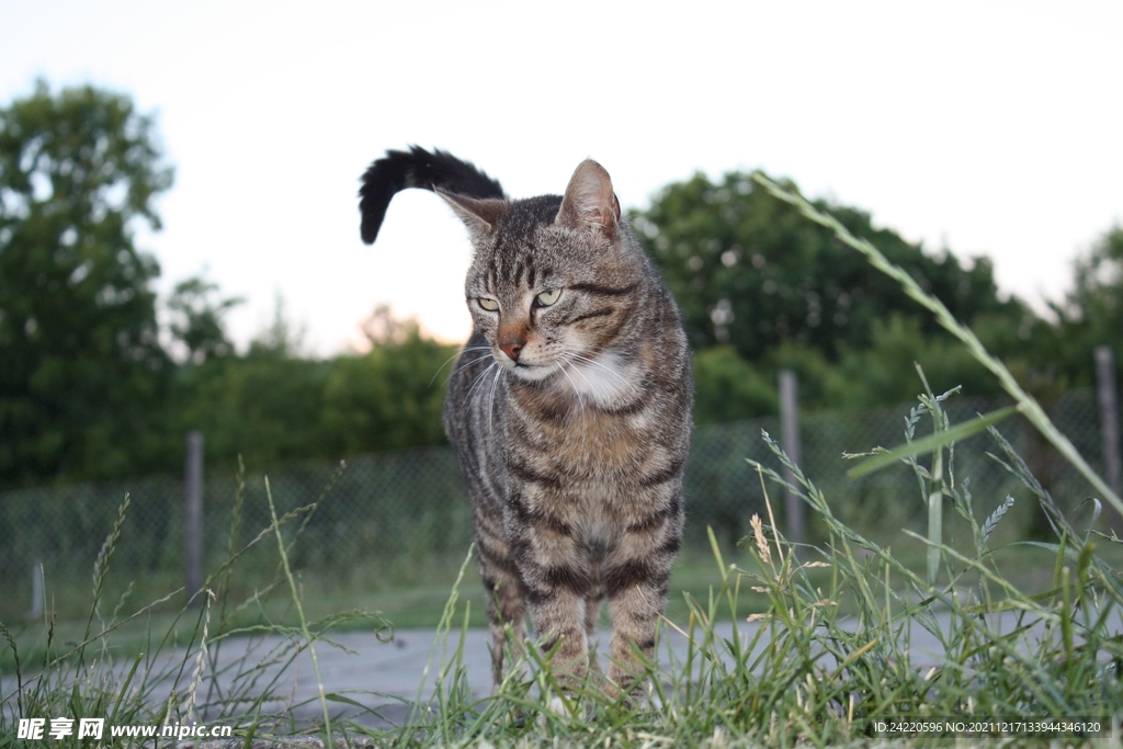 猫