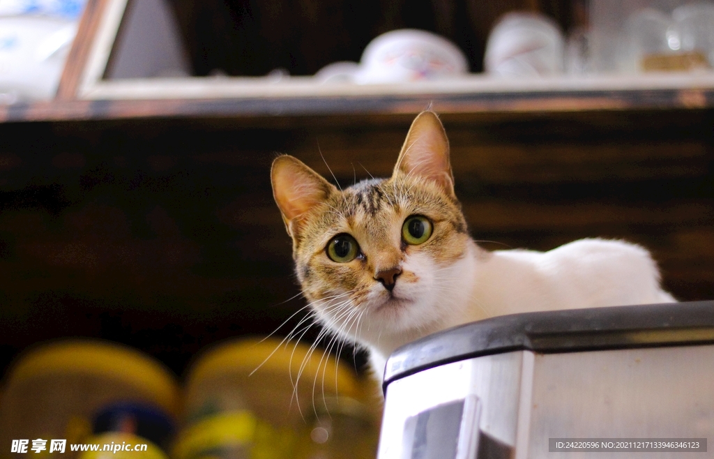 猫