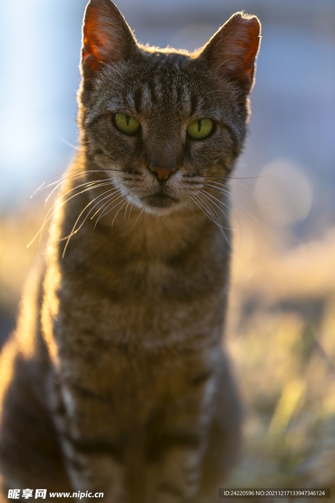 猫