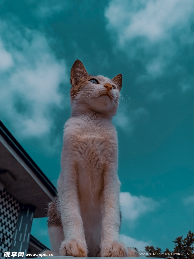 猫