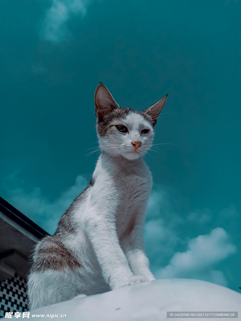 猫