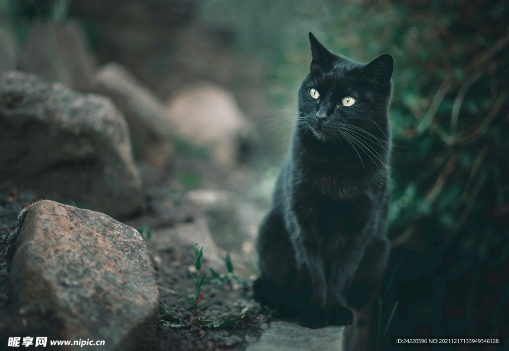 猫