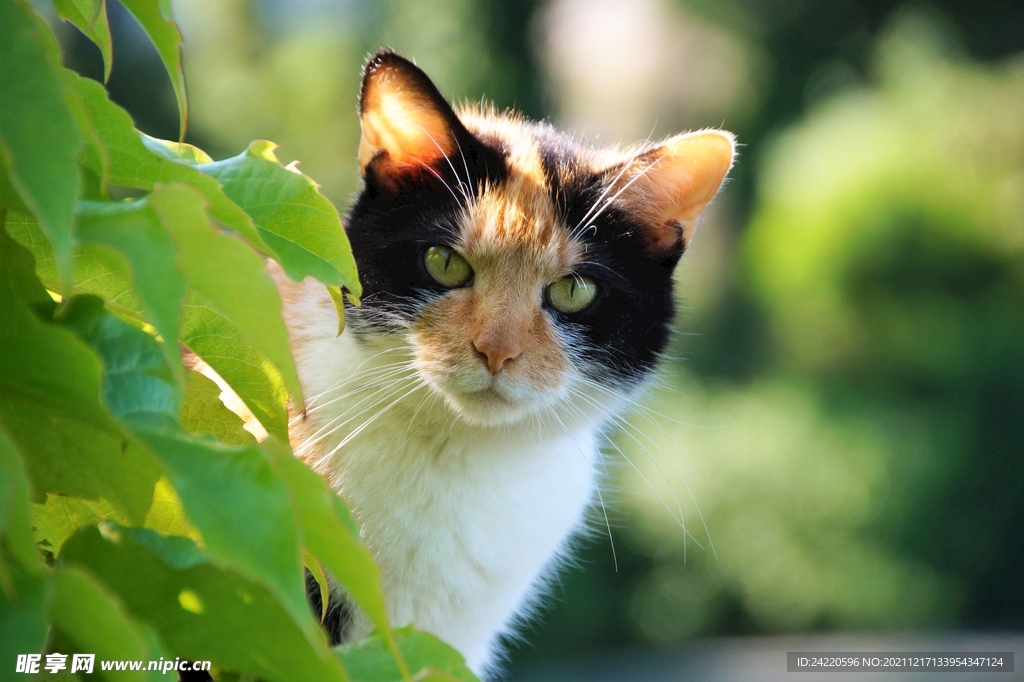 猫