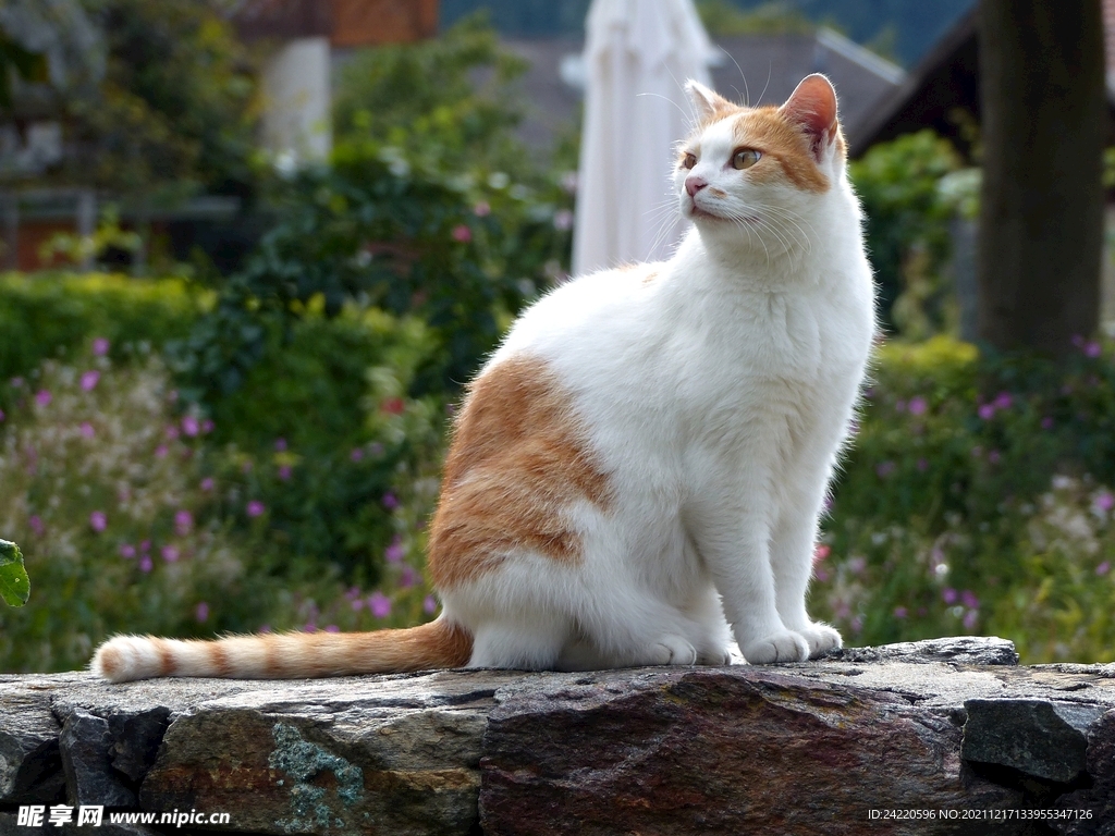 猫