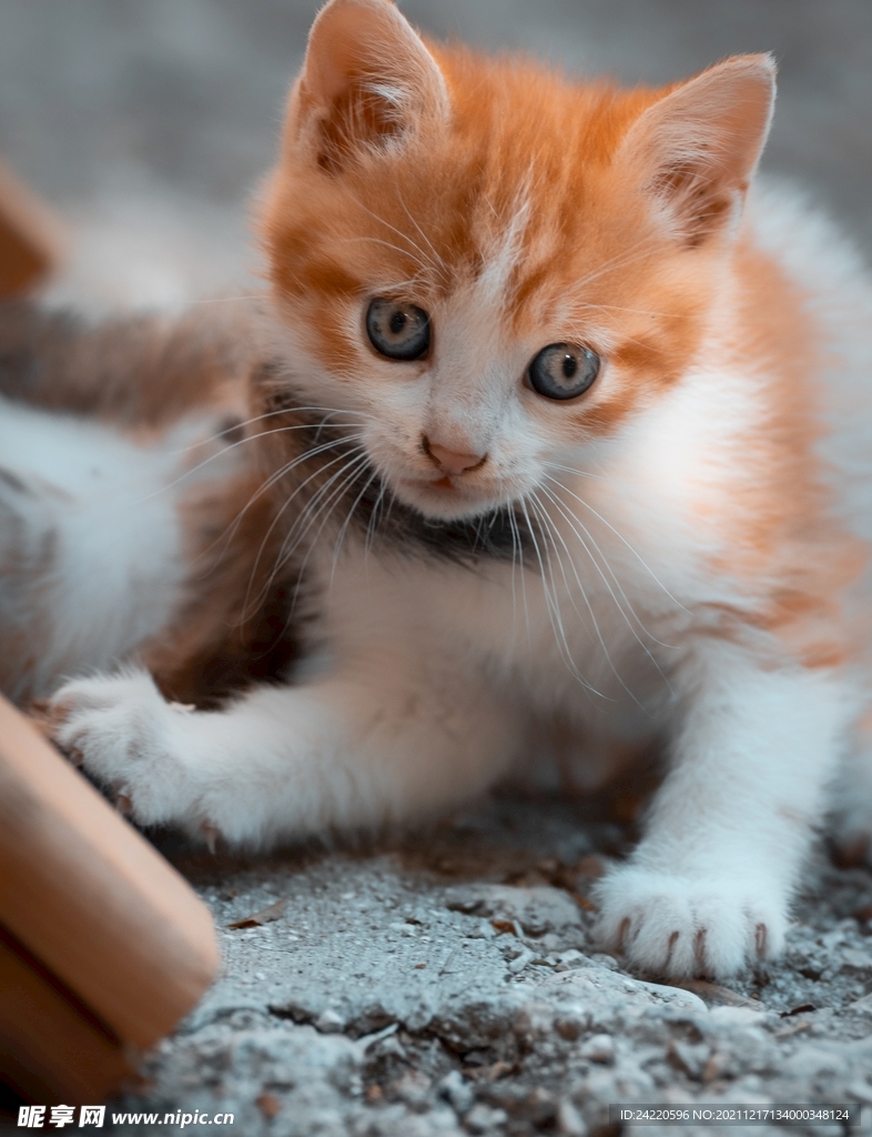 猫