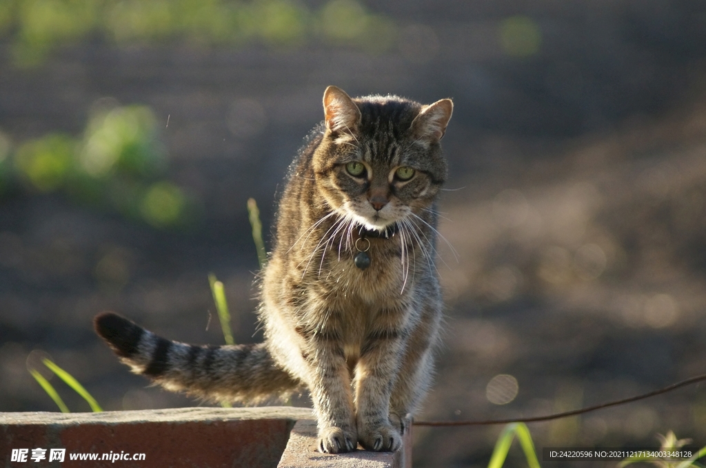 猫