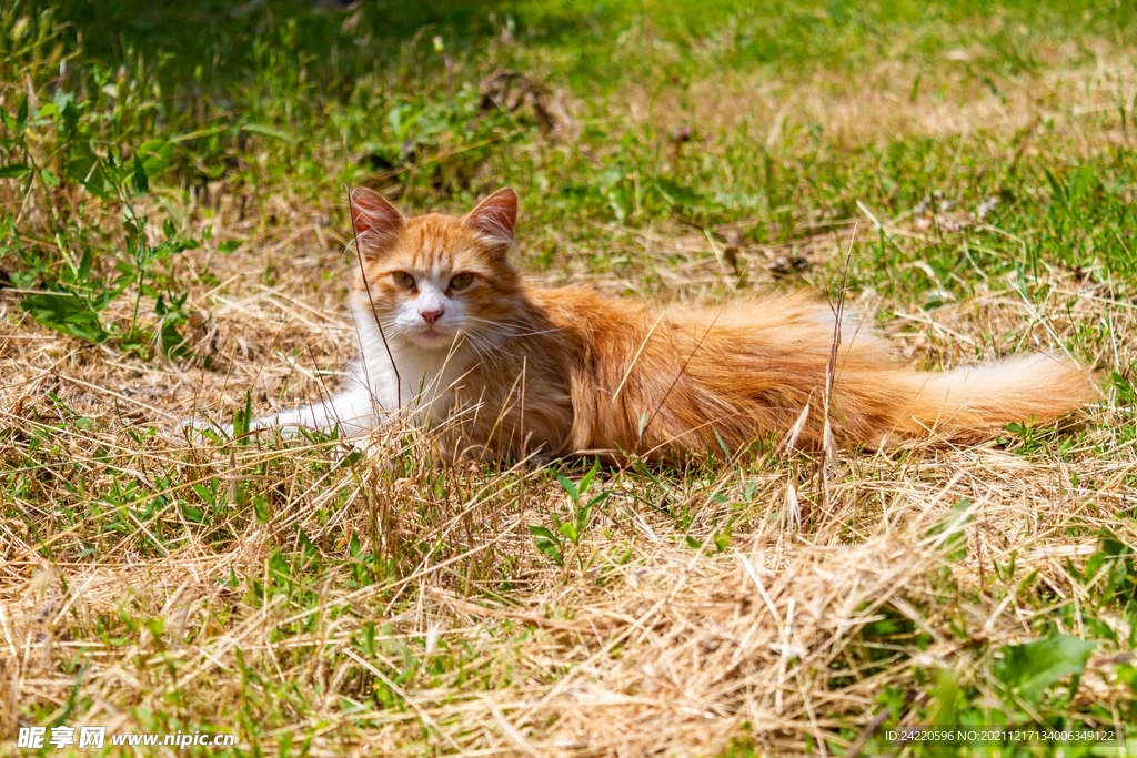 猫