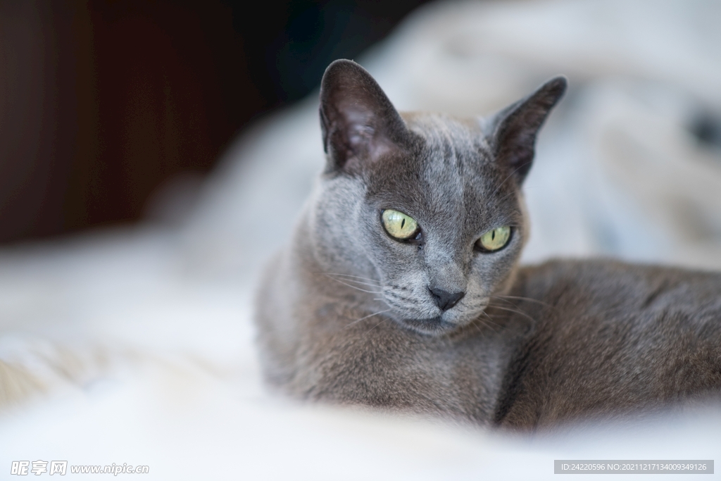 猫