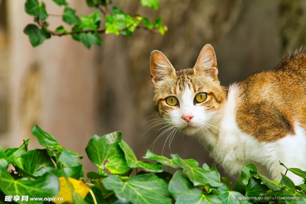 猫