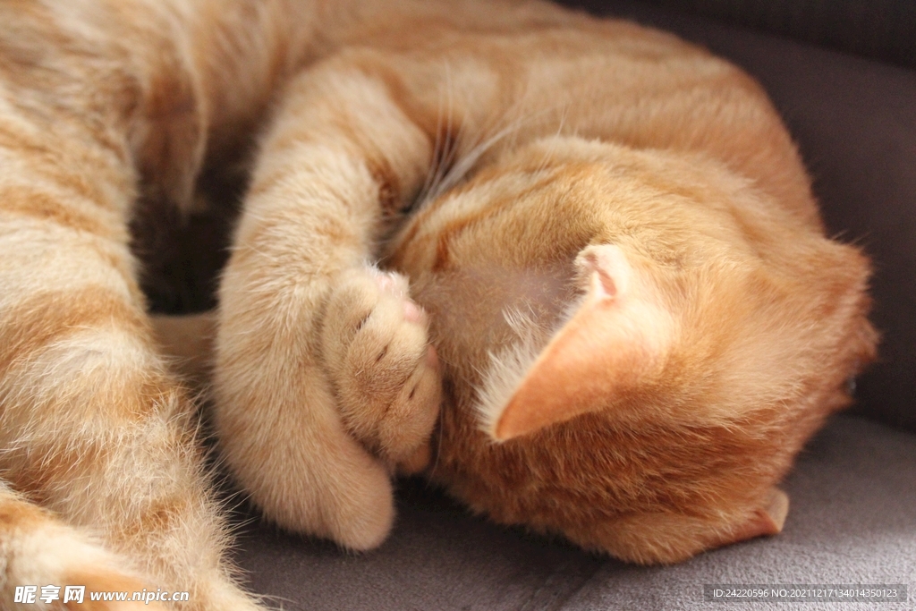 猫