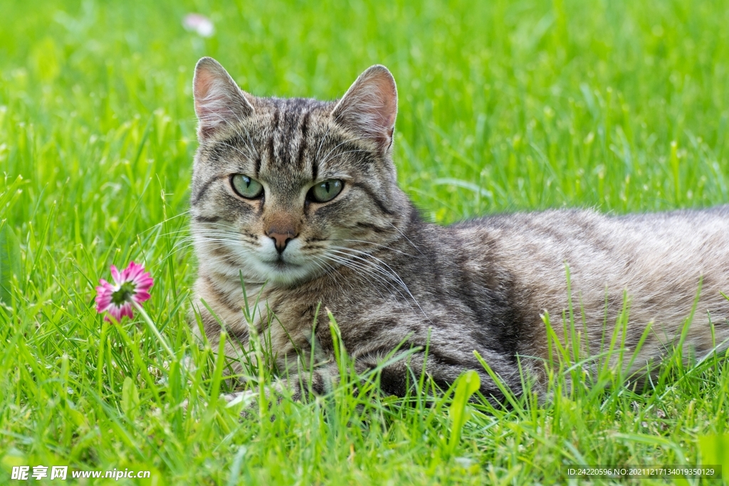 猫