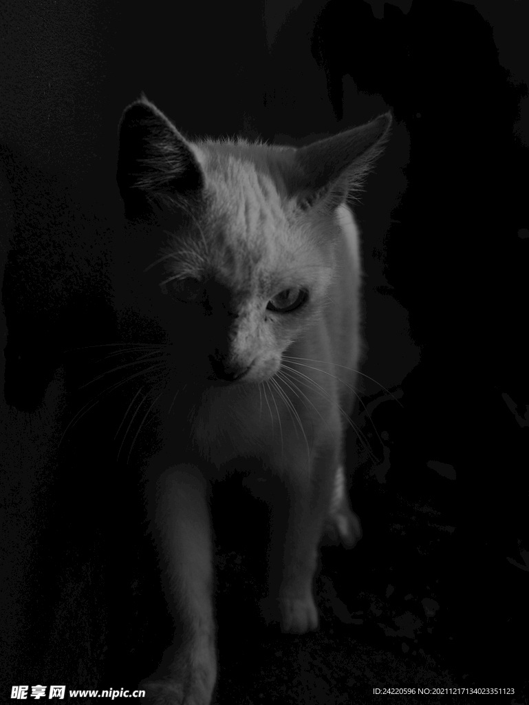 猫
