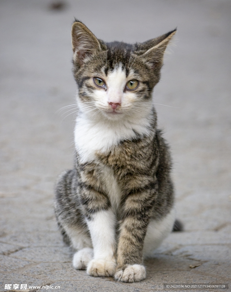 猫