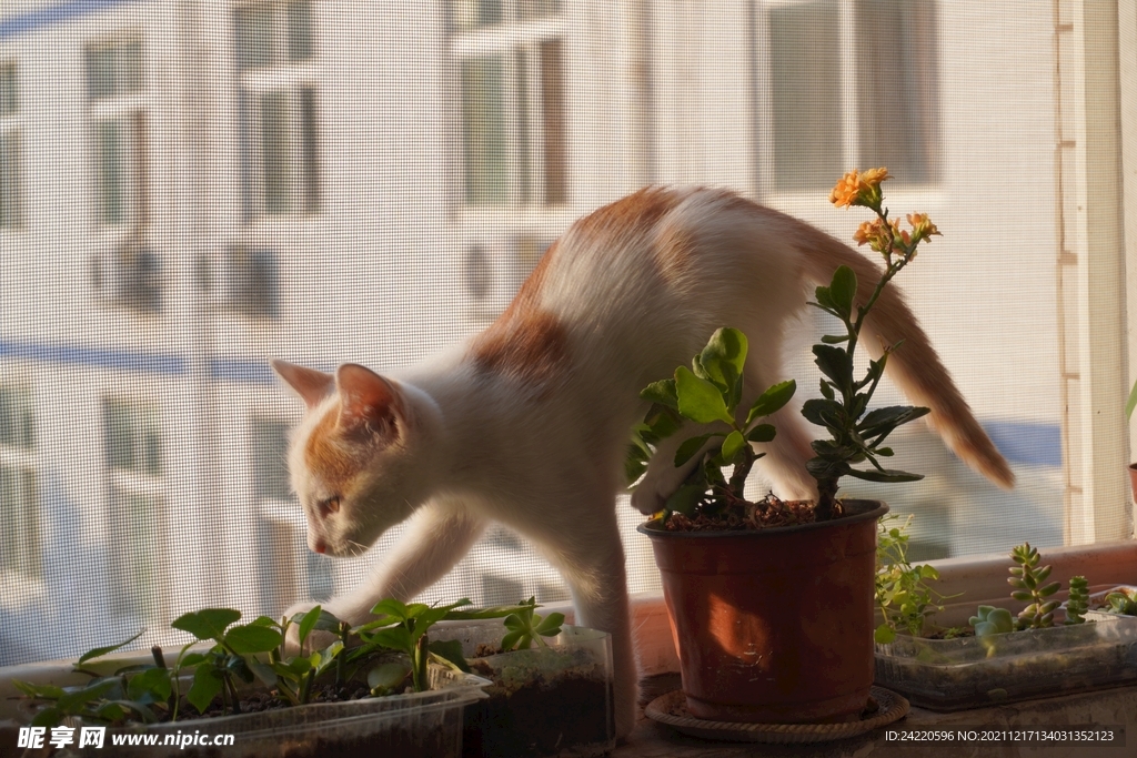 猫